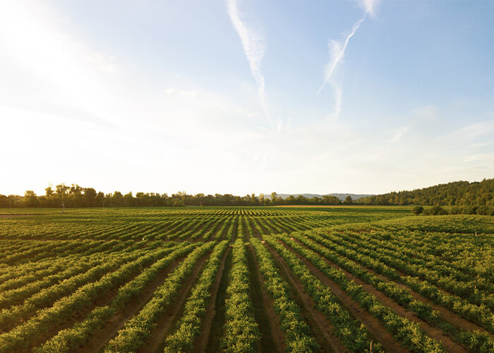 Perdue farms banner